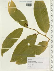 Capparis, South Asia, South Asia (Asia outside ex-Soviet states and Mongolia) (ASIA) (Vietnam)