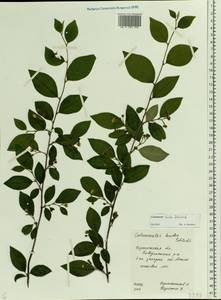 Cotoneaster acutifolius Turcz., Eastern Europe, Central forest-and-steppe region (E6) (Russia)