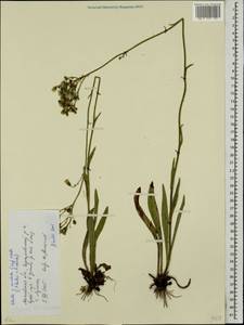 Pilosella auriculoides (Láng) Arv.-Touv., Eastern Europe, Moscow region (E4a) (Russia)
