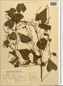Dioscorea communis (L.) Caddick & Wilkin, Caucasus, Krasnodar Krai & Adygea (K1a) (Russia)