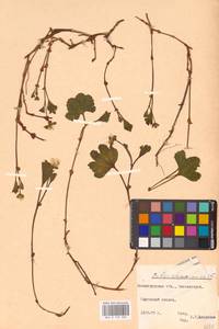 Rubus chamaemorus L., Eastern Europe, North-Western region (E2) (Russia)