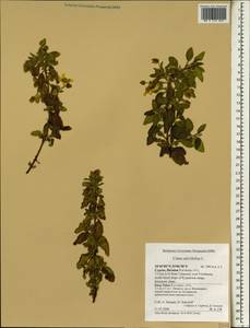 Cistus salviifolius L., South Asia, South Asia (Asia outside ex-Soviet states and Mongolia) (ASIA) (Cyprus)