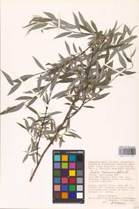 Salix rosmarinifolia L., Eastern Europe, Lower Volga region (E9) (Russia)