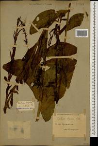 Lactuca quercina subsp. quercina, Caucasus, Krasnodar Krai & Adygea (K1a) (Russia)