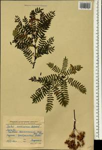 Sorbus koehneana C. K. Schneid., South Asia, South Asia (Asia outside ex-Soviet states and Mongolia) (ASIA) (Russia)
