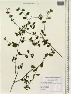Sida rhombifolia, South Asia, South Asia (Asia outside ex-Soviet states and Mongolia) (ASIA) (Vietnam)