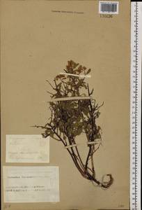 Spiraea chamaedryfolia L., Siberia, Altai & Sayany Mountains (S2) (Russia)