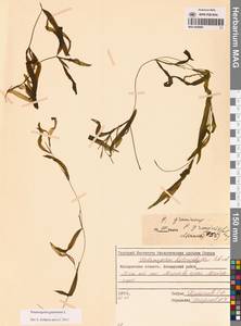 Potamogeton gramineus L., Siberia, Chukotka & Kamchatka (S7) (Russia)
