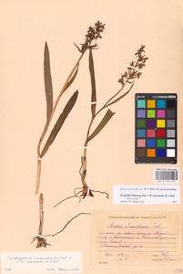 Dactylorhiza incarnata × maculata, Eastern Europe, Moscow region (E4a) (Russia)