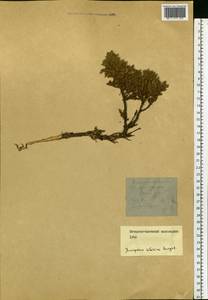 Juniperus communis var. saxatilis Pall., Eastern Europe, Northern region (E1) (Russia)