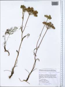 Peucedanum vaginatum Ledeb., Siberia, Altai & Sayany Mountains (S2) (Russia)