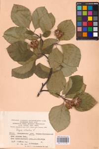 Fagus sylvatica L., Eastern Europe, West Ukrainian region (E13) (Ukraine)