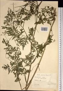 Torilis japonica (Houtt.) DC., Siberia, Russian Far East (S6) (Russia)