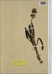 Dactylorhiza romana (Sebast.) Soó, Western Europe (EUR) (Greece)