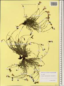 Campanula bellidifolia subsp. bellidifolia, Caucasus, North Ossetia, Ingushetia & Chechnya (K1c) (Russia)