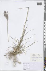 Bothriochloa ischaemum (L.) Keng, Middle Asia, Northern & Central Tian Shan (M4) (Kyrgyzstan)