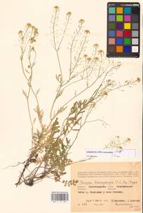 Rorippa brachycarpa (C.A.Mey.) Hayek, Eastern Europe, Lower Volga region (E9) (Russia)