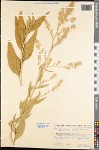 Lepidium latifolium L., Eastern Europe, North Ukrainian region (E11) (Ukraine)