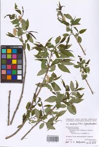 Salix ×meyeriana Rostk. ex Willd., Eastern Europe, Central forest-and-steppe region (E6) (Russia)