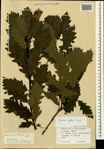 Quercus petraea (Matt.) Liebl., Caucasus, Krasnodar Krai & Adygea (K1a) (Russia)