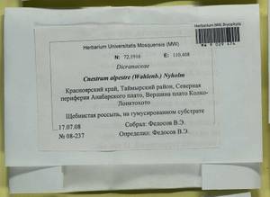 Cnestrum alpestre (Wahlenb.) Nyholm, Bryophytes, Bryophytes - Krasnoyarsk Krai, Tyva & Khakassia (B17) (Russia)