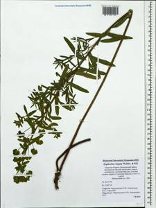 Euphorbia tommasiniana Bertol., Eastern Europe, North-Western region (E2) (Russia)