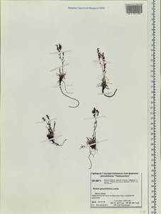 Rumex graminifolius Georgi ex Lamb., Siberia, Central Siberia (S3) (Russia)