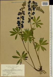 Lupinus polyphyllus Lindl., Eastern Europe, Central region (E4) (Russia)