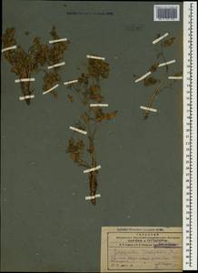 Campanula armena Steven, Caucasus, Armenia (K5) (Armenia)