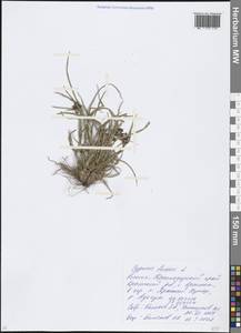 Cyperus fuscus L., Caucasus, Krasnodar Krai & Adygea (K1a) (Russia)