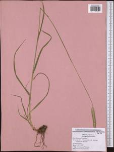 Phleum pratense L., Eastern Europe, Central region (E4) (Russia)