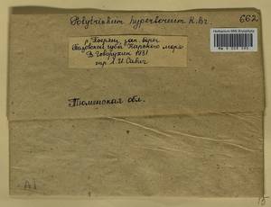 Polytrichum hyperboreum R. Br., Bryophytes, Bryophytes - Western Siberia (including Altai) (B15) (Russia)