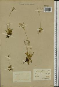 Androsace filiformis Retz., Siberia, Baikal & Transbaikal region (S4) (Russia)
