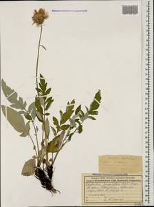Psephellus leucophyllus (M.Bieb.) C.A.Mey., Caucasus, Abkhazia (K4a) (Abkhazia)