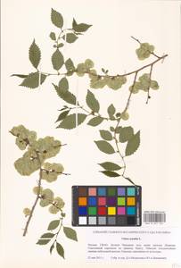 Ulmus pumila L., Eastern Europe, Moscow region (E4a) (Russia)