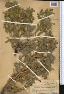 Onosma dichroantha Boiss., Middle Asia, Western Tian Shan & Karatau (M3) (Kazakhstan)