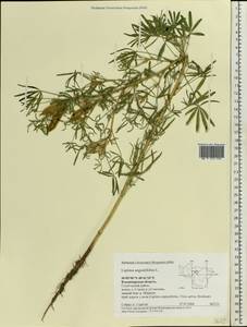Lupinus angustifolius L., Eastern Europe, Central region (E4) (Russia)