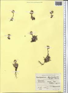 Leontopodium leontopodioides (Willd.) Beauverd, Middle Asia, Pamir & Pamiro-Alai (M2) (Tajikistan)