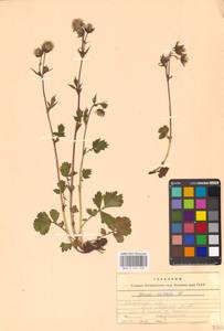 Geum rivale L., Eastern Europe, Central forest region (E5) (Russia)