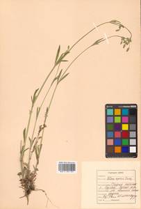 Silene aprica Turcz. ex Fisch. & C. A. Mey., Siberia, Russian Far East (S6) (Russia)