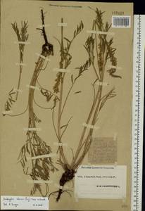 Onobrychis arenaria subsp. sibirica (Besser)P.W.Ball, Eastern Europe, Eastern region (E10) (Russia)