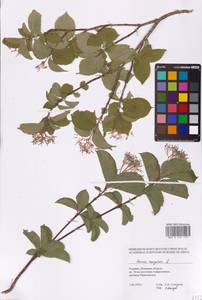 Cornus sanguinea L., Eastern Europe, South Ukrainian region (E12) (Ukraine)