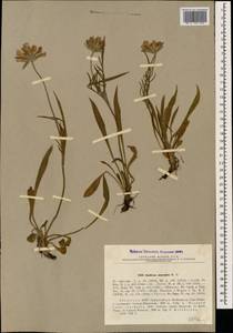 Lomelosia caucasica (M. Bieb.) Greuter & Burdet, Caucasus, Abkhazia (K4a) (Abkhazia)