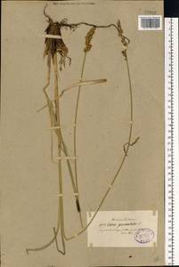 Carex paniculata L., Eastern Europe, North-Western region (E2) (Russia)