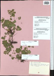 Alchemilla micans Buser, Eastern Europe, Central region (E4) (Russia)