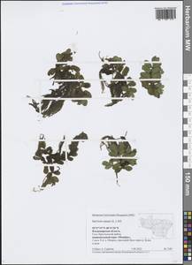 Salvinia natans (L.) All., Eastern Europe, Central region (E4) (Russia)