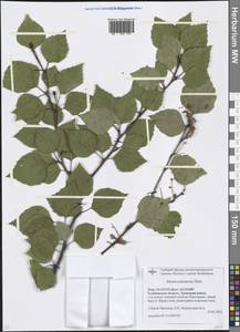 Betula pubescens Ehrh., Eastern Europe, Eastern region (E10) (Russia)