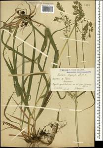 Festuca drymeja Mert. & W.D.J.Koch, Caucasus, Armenia (K5) (Armenia)