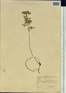 Euphorbia esula subsp. esula, Siberia, Yakutia (S5) (Russia)