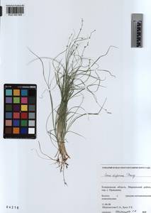 KUZ 002 942, Carex disperma Dewey, Siberia, Altai & Sayany Mountains (S2) (Russia)